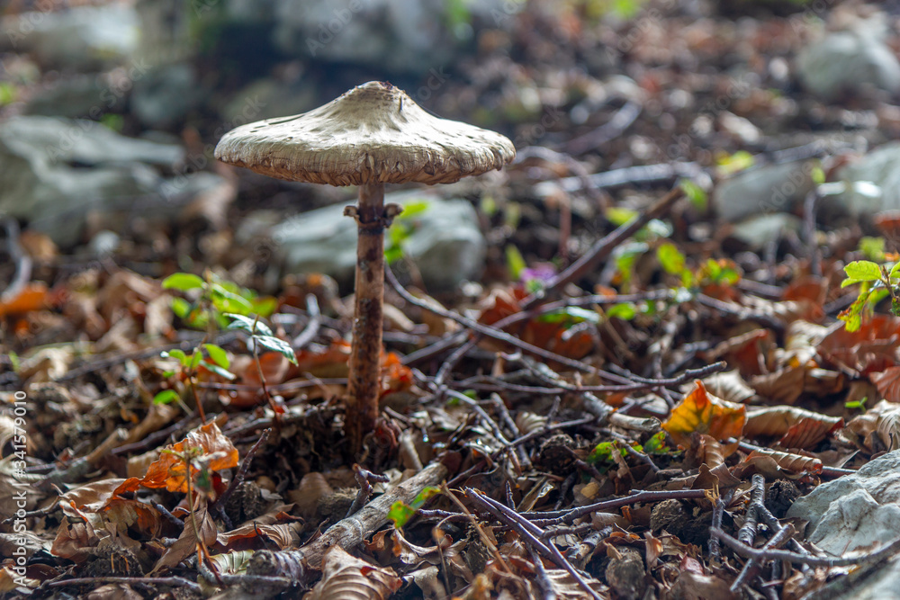 Chlorophyllum olivieri mushrooms in the nature Chlorophyllum olivieri mushrooms in the nature