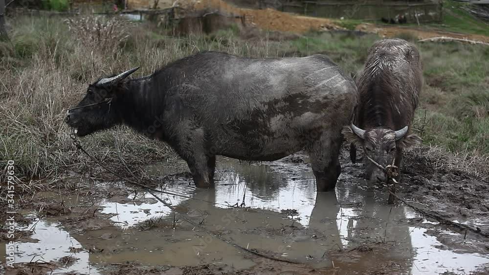 Asian buffalo Asian buffalo