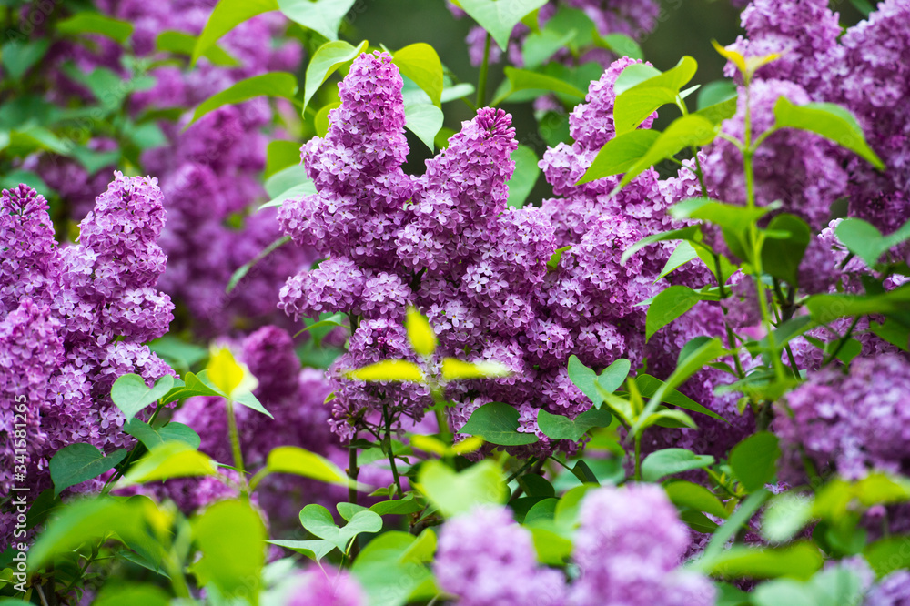 Lilac flowers in the garden in springtime. Gardening. Lilac flowers in the garden in springtime. Gardening.