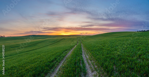 spring panorama of green sown crops during sunset.