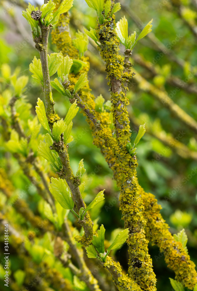 Green buds on the branches in spring. Nature and in spring. Moss on the branches. Close up, macro photo. 