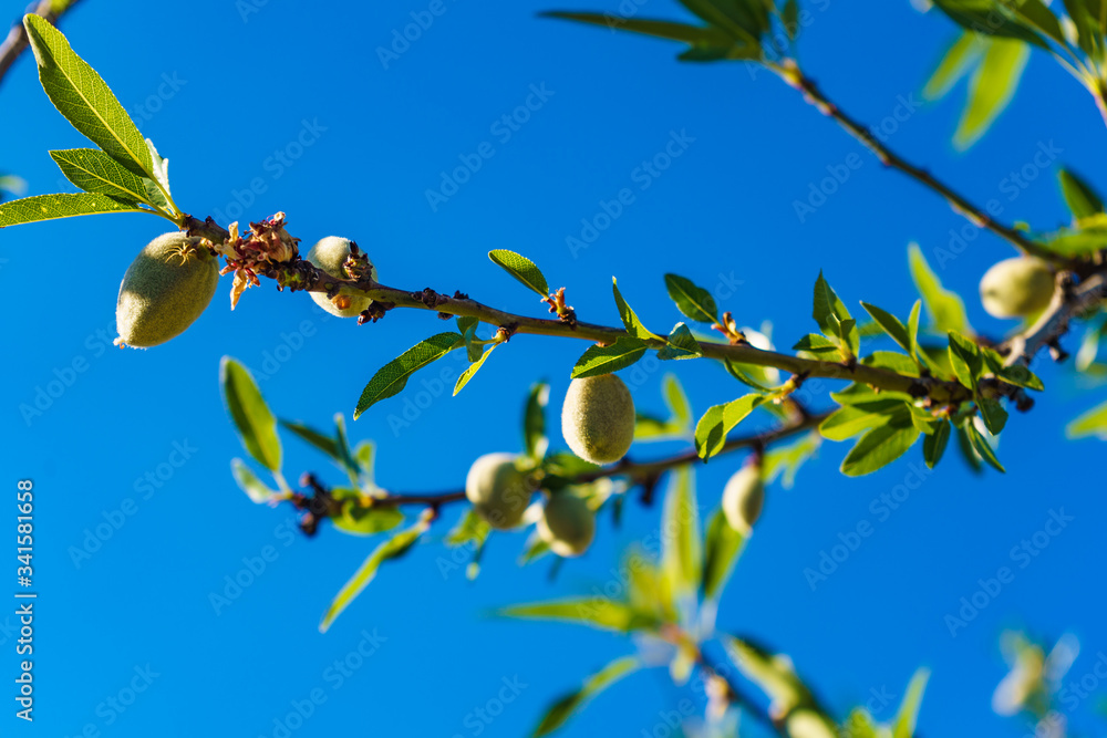 Fototapeta premium Olives on olive tree. Season nature