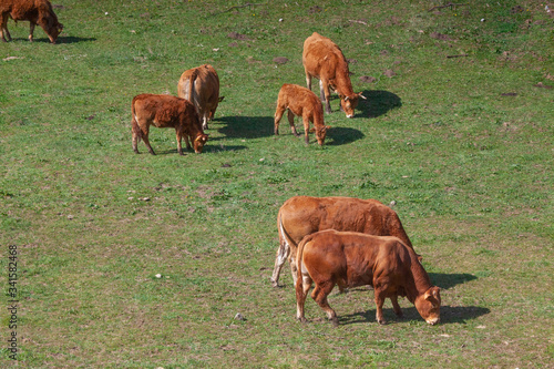 Cows and  Bulls on Pasture