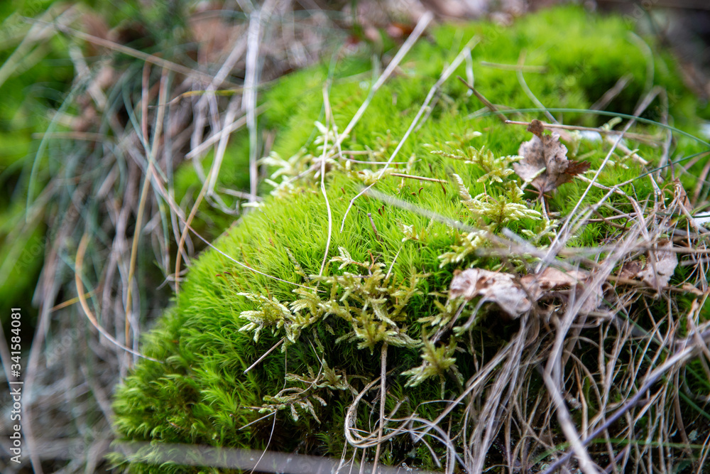 Moss with fine roots and leaves in the forest Moss with fine roots and leaves in the forest