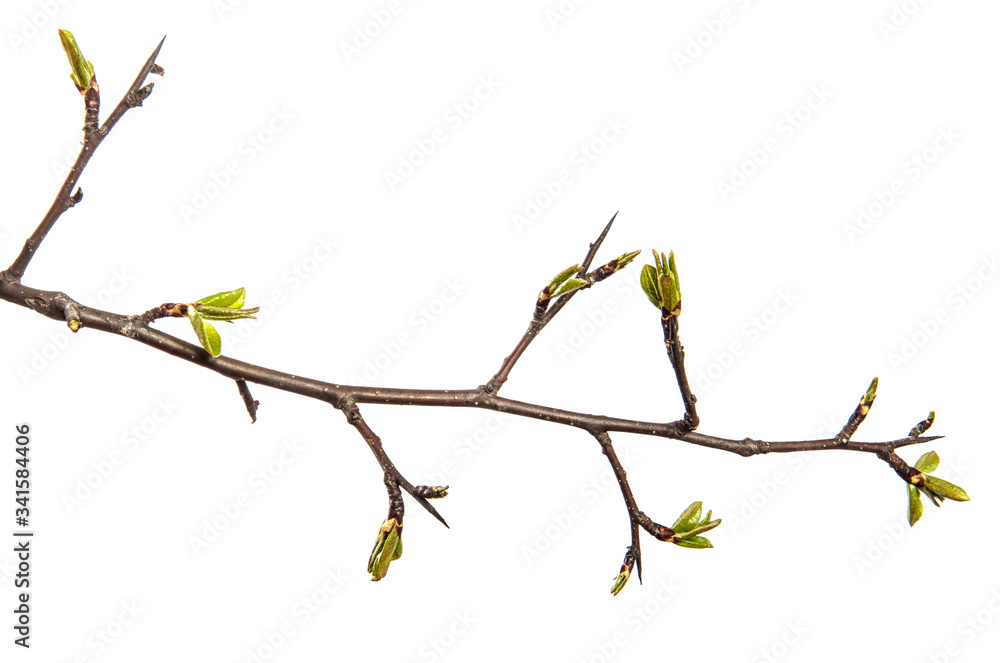 pear tree branch with young green leaves isolated on white background pear tree branch with young green leaves isolated on white background