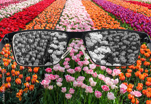 Looking through glasses to bleach nature landscape - tulips field. Color blindness. World perception during depression. Medical condition. Health and disease concept. photo