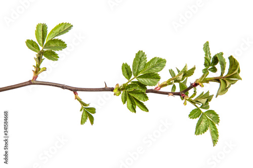 rosehip branch with thorns isolated on a white background