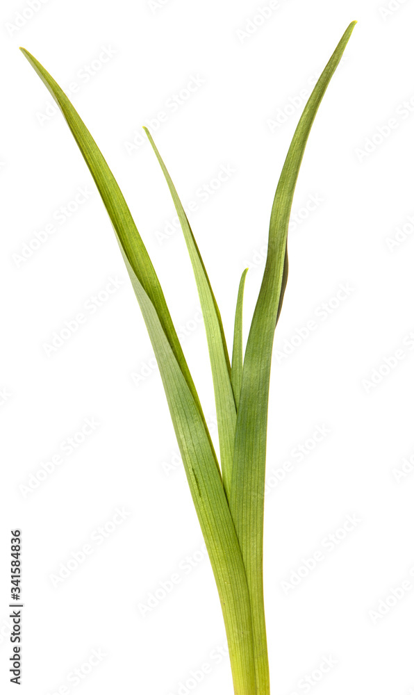 young green leaves on a white background