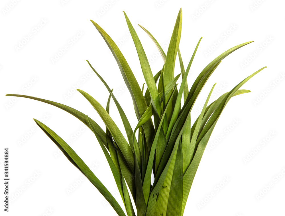 young green leaves on a white background young green leaves on a white background