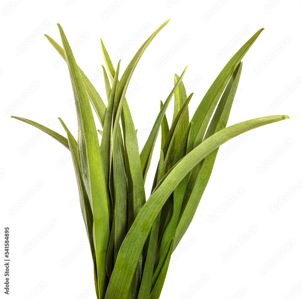 Fototapeta premium young green leaves on a white background