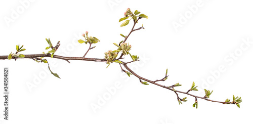 pear tree branch with young green leaves and blooming flowers isolated on white background