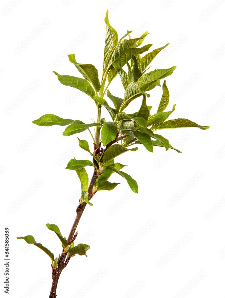 Fototapeta premium bird cherry tree branch with green leaves. isolated on white background