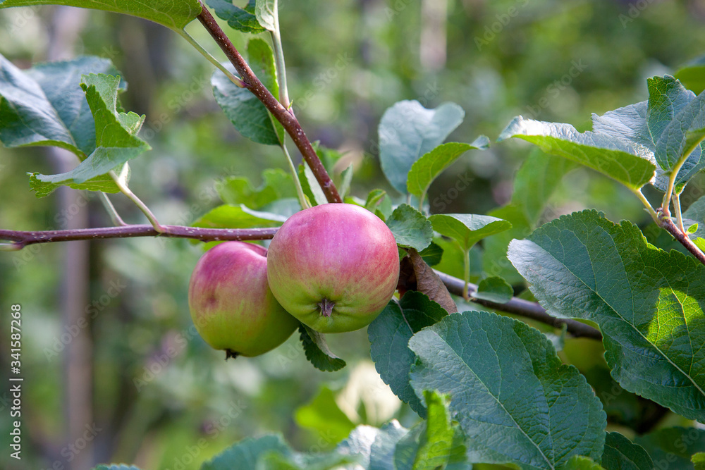 Shiny delicious green apples on a branch ready to be harvested in an apple orchard.. Shiny delicious green apples on a branch ready to be harvested in an apple orchard..