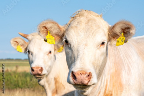 Two young white cows in the field, Schleswig-Holstein, Germany