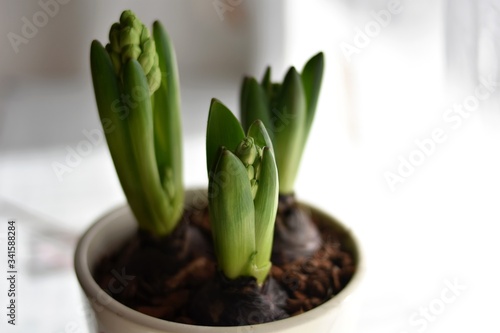 Spring Hyacinth  Spring Hyacinth Bud growing  Young narcissus growing. Bulbs in cans