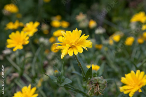Calendula blooming in the garden. Yellow flowers and green leaves.  .