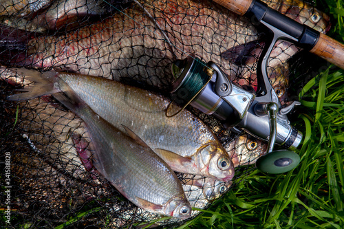 Two freshwater white bream or silver bream on keepnet with bronze breams or carp breams on green grass and fishing rod with reel on natural background.. photo