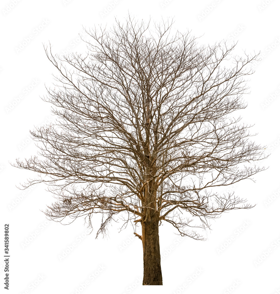 Dry tree, dead tree of Pink Trumpet shrub, Pink Trumpet Tree, Pink Tecoma (Tabebuia rosea) isolated on white background with clipping path Dry tree, dead tree of Pink Trumpet shrub, Pink Trumpet Tree, Pink Tecoma (Tabebuia rosea) isolated on white background with clipping path