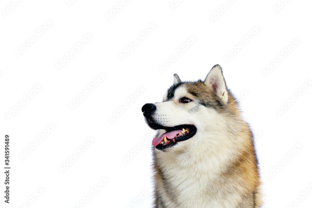 Siberian Husky dog grey and white colours smiling portrait with white background have copy space.