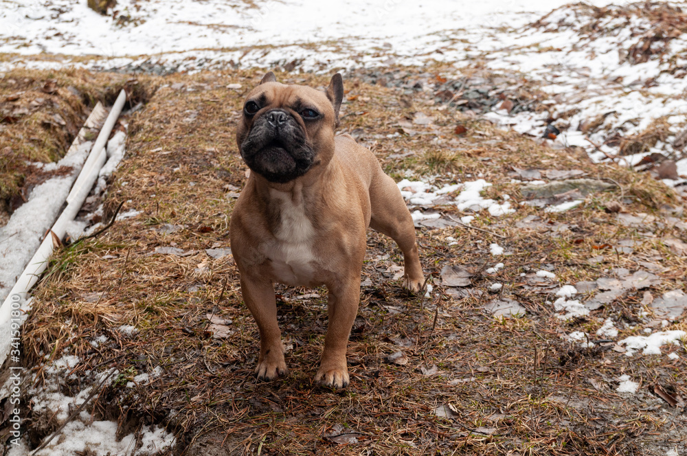 Red-haired French bulldog on winter walk