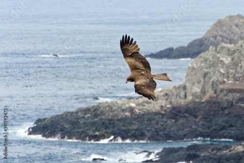 Black Kite Flying long Coast 