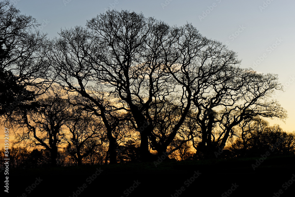 Tree Silhouette Against Orange Sky