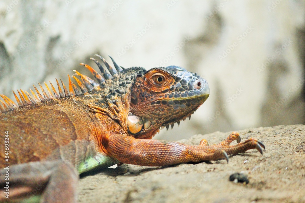Obraz premium Lizard