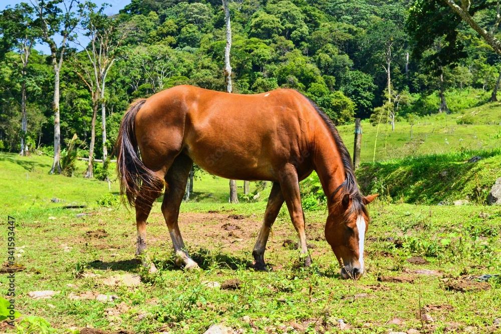 Fototapeta premium brown horse