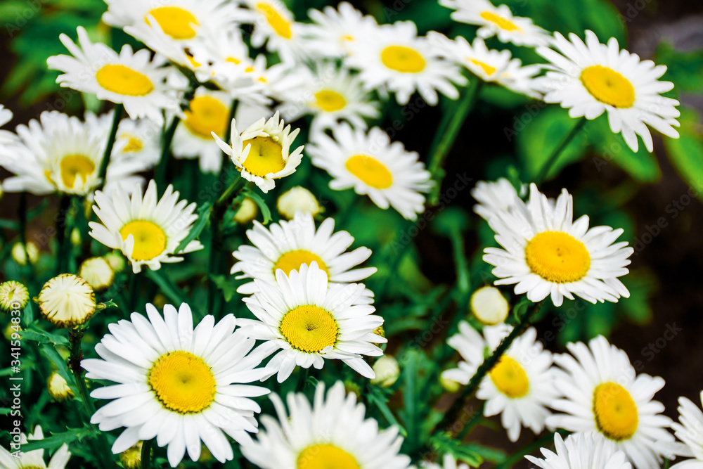 Blooming camomile. White flowers. Floral background. Blooming camomile. White flowers. Floral background.