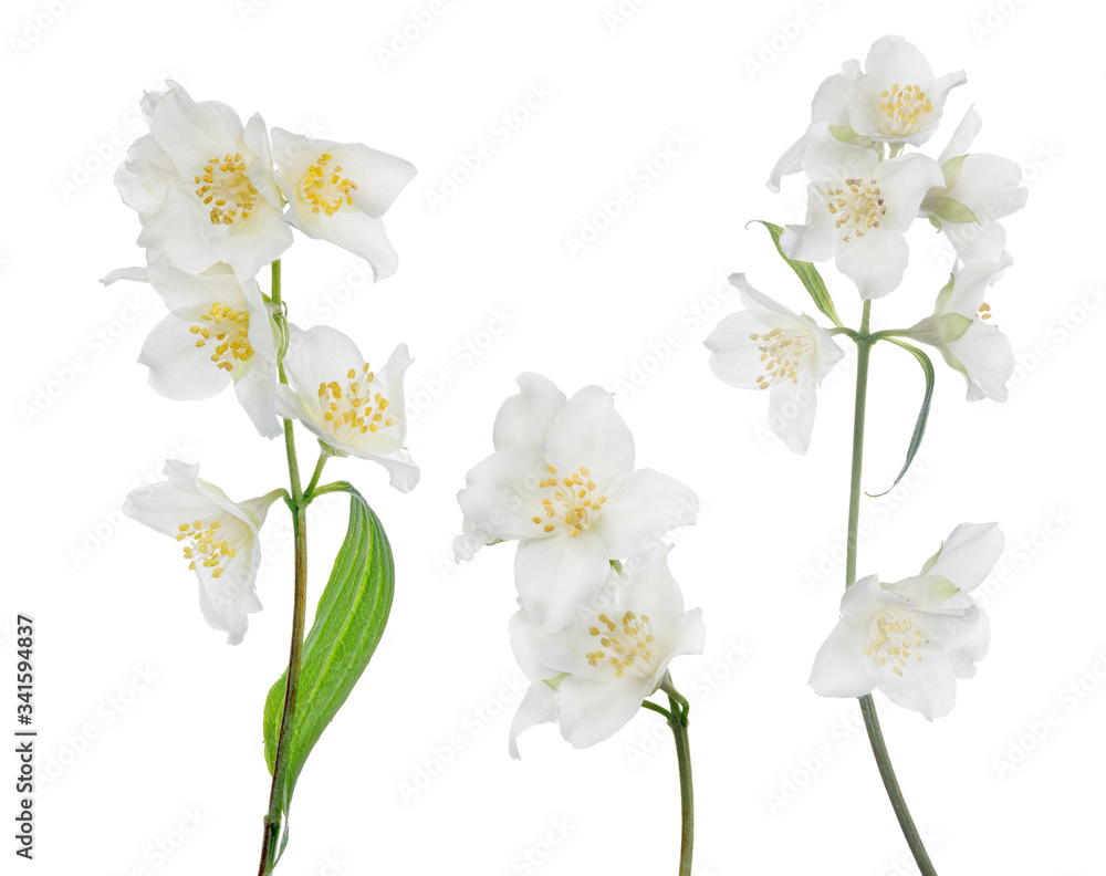 three isolated jasmine branches with white blooms