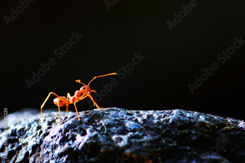 Billede på lærred red ant formica rufa on nature background,team work, ants constructing bridge