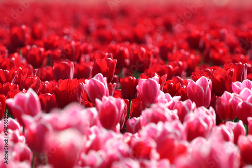 Champs de fleurs - Tulipes
