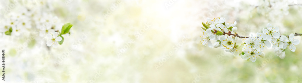 Spring background with white blossoms and sunbeams. Bright spring background apple orchard. Banner.