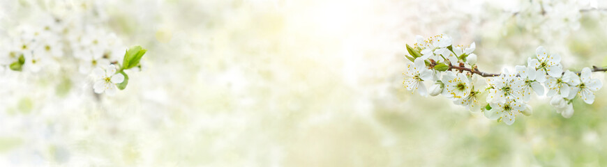 Spring background with white blossoms and sunbeams. Bright spring background apple orchard. Banner.