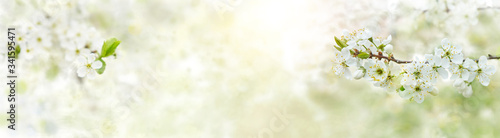 Spring background with white blossoms and sunbeams. Bright spring background apple orchard. Banner.
