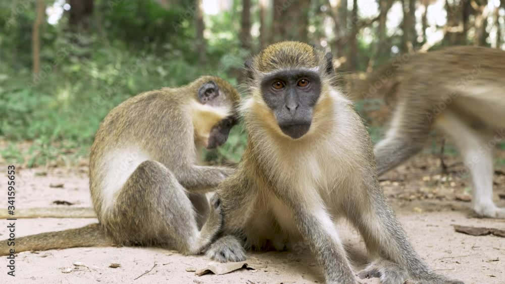 Family of Green Vervet Monkeys Staring at Camera while Grooming and Resting, The Gambia Nature, Africa, 4K Family of Green Vervet Monkeys Staring at Camera while Grooming and Resting, The Gambia Nature, Africa, 4K