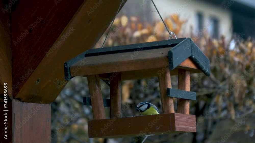 A beautiful bird perches on a bird feeder A beautiful bird perches on a bird feeder