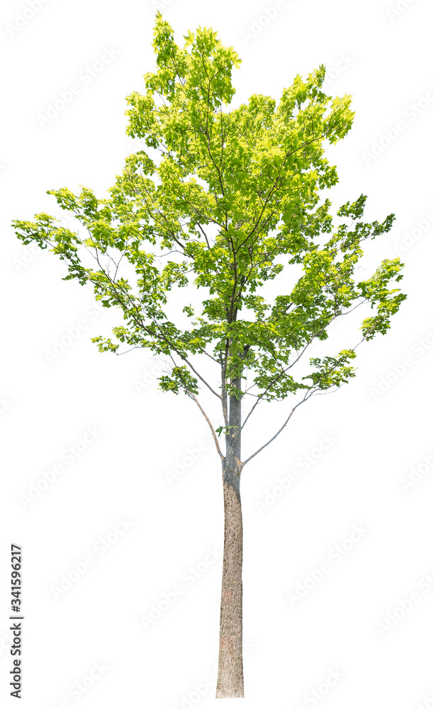 isolated maple with green summer leaves