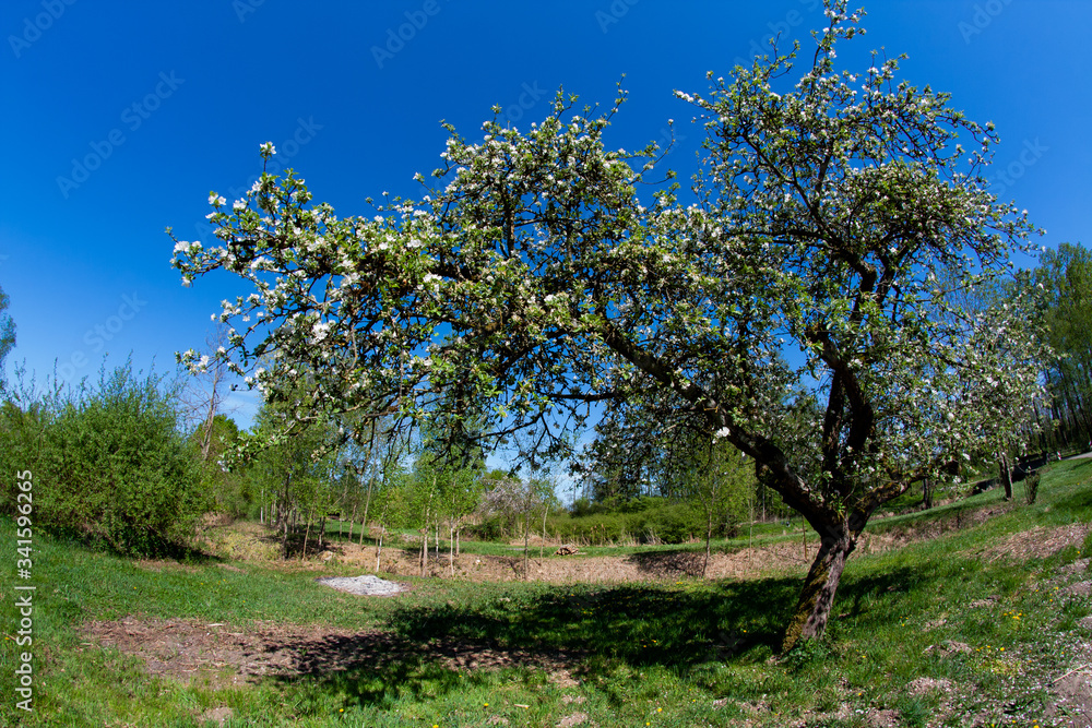 kirschbaum kirschbaum