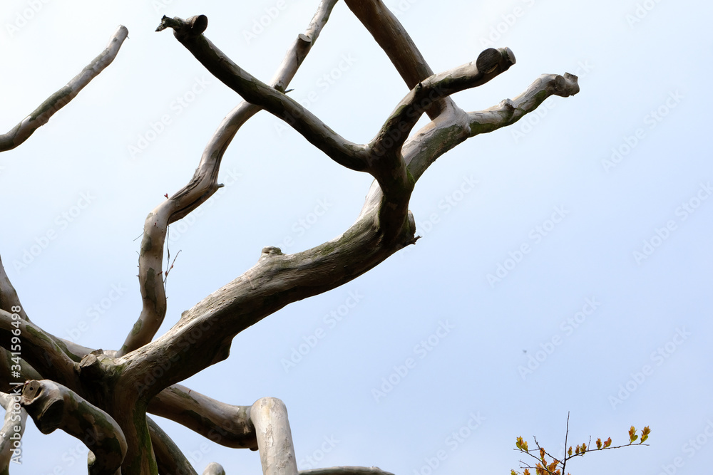 dead tree branches dead tree branches