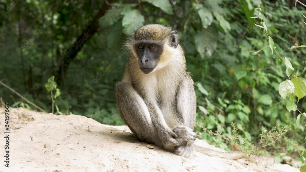 Green Vervet Monkey Yawning and Sitting, The Gambia Nature, Africa, 4K Green Vervet Monkey Yawning and Sitting, The Gambia Nature, Africa, 4K