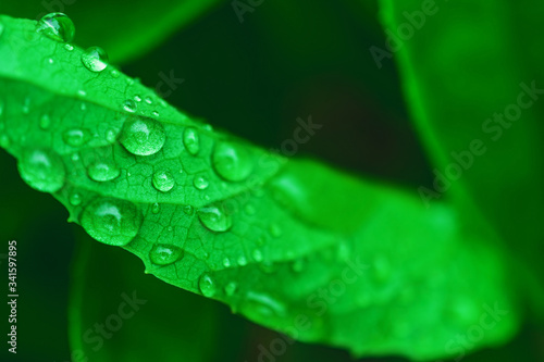Leaves with drops of water. After the rain. Close-up. Green background with leaves.