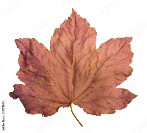 Autumn maple branch with leaves isolated on background