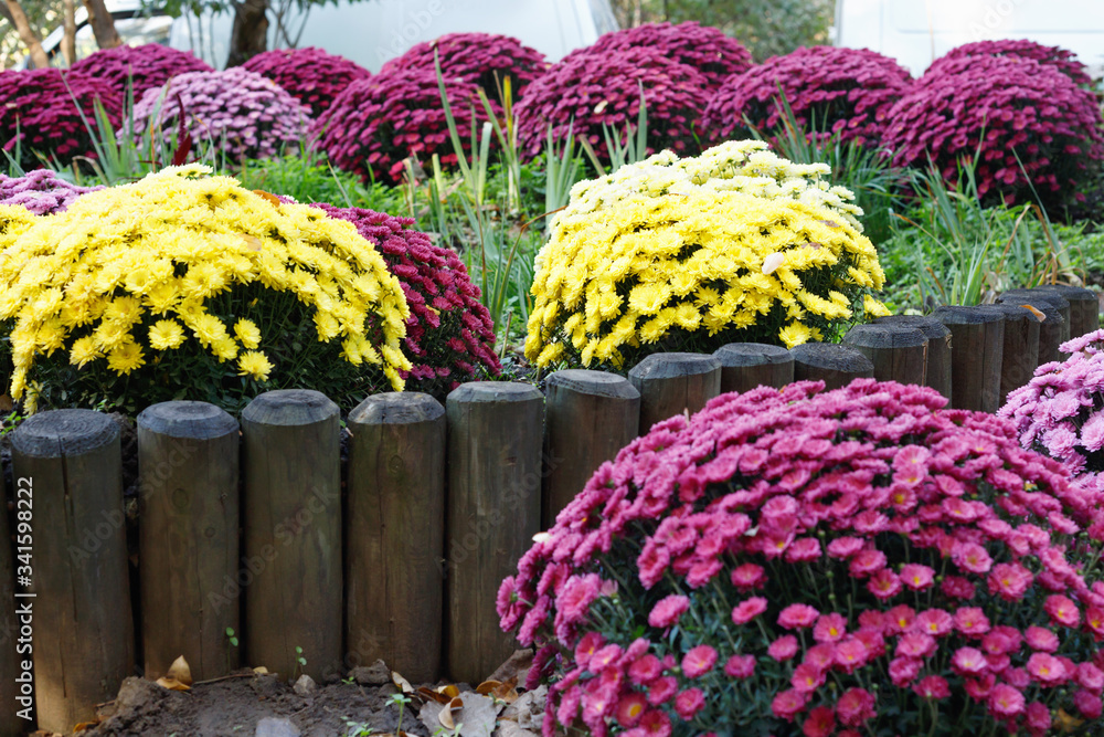 Bouquets of multicolored chrysanthemums for sale