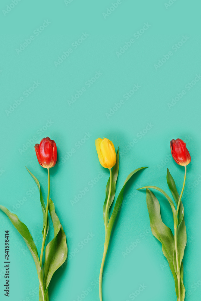 Fototapeta Trzy piękne czerwone i żółte tulipany na delikatnym zielonym tle.