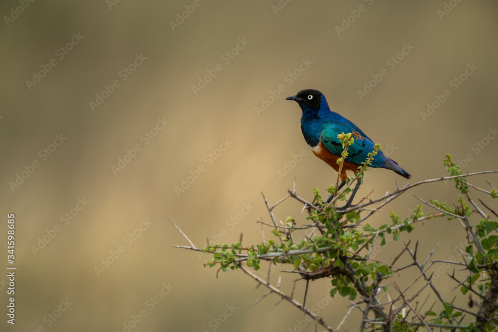 Superb starling in profile on thorn tree