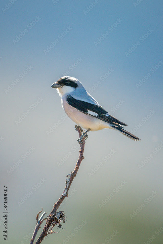 Taita fiscal perches on branch in profile Taita fiscal perches on branch in profile