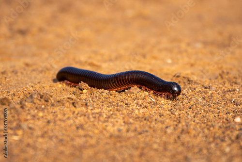 Tanzanian red-legged millipede walking over sandy track