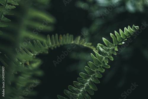 Green and Wet Leaves in a Rainy Day