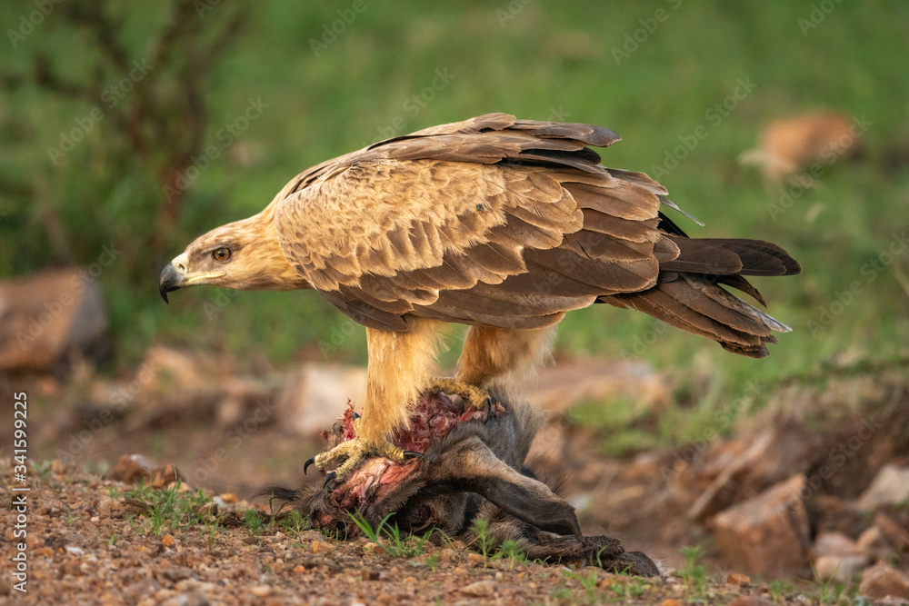 Obraz premium Tawny eagle perches on kill lowering head